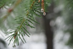 den#(20260108) bomen