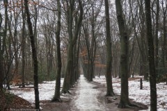 beuk#(20260112) bomen