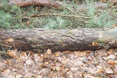 grove den#(20180128) bomen