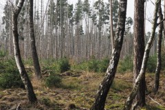 berk#(20260201) bomen