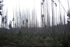 grove den#(20260201) bomen