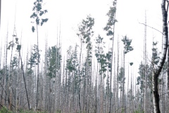 grove den#(20260201) bomen