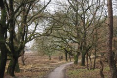 eik#(20260201) bomen