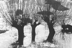 wilg#(20180206)b bomen