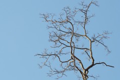 bomen#(20180206)a bomen
