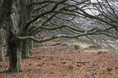 beuken#(20260208)b bomen