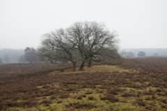 beuken#(20260208)a bomen