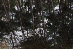 grove den#(20260214) bomen