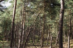 grove den#(20260214) bomen