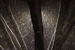 eik#(20260215) bomen