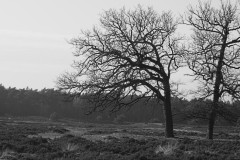 bomen#(20170215)azw bomen