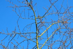 boom#920260303) bomen