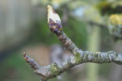 peer#(20260303) bomen