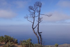 bomen#(20150305) bomen