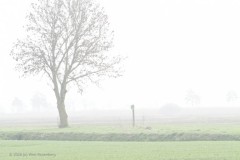 es#(20260307) bomen