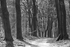 beuk#(20170312)a bomen
