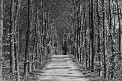beuk#(20170312)b bomen