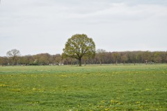 zomereik#(20260411)