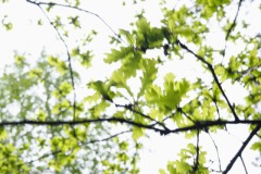 blad#(20250416) bomen