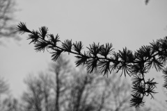 larix#(20250416)a bomen
