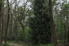 cipres#(20250416)a bomen