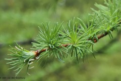 larix#(20250416)b bomen