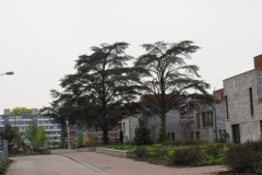 ceder#(20250416) bomen