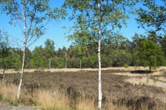 berk#(20250512) bomen