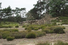 grove den#(20260608)b bomen