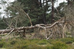 grove den#(20260608)ba bomen