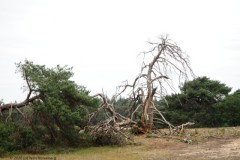 grove den#(20260608)a bomen
