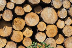 hout#(20250611) bomen