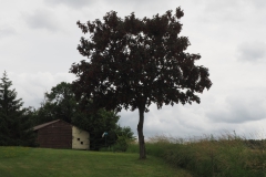 eik#(20160611) bomen