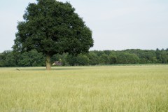 zomereik#(20250625) bomen