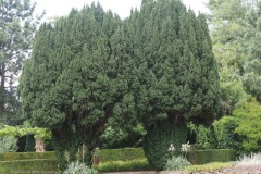 jeneverbes#(20250714) bomen