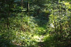 bomen#(20170901) bomen