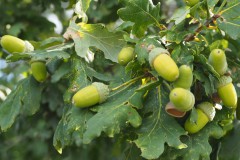 eikels#(20170903) bomen
