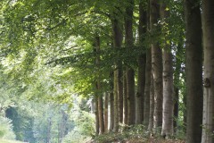 beuk#(20170903) bomen