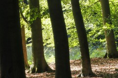 beuk#(20250910) bomen