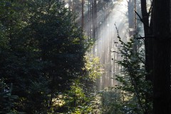 bomen#(20170910)c bomen