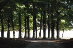 beuk#(20170910)d bomen