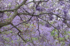 jacaranda#(20141103) bomen