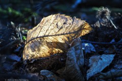 blad#(20251224) bomen