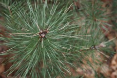 grove den#(20251227) bomen