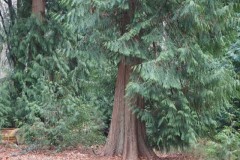 cypres#(20251227) bomen