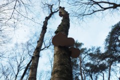 berk#(20251227) bomen