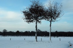 bomen#(20171209) bomen