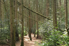 bomen#(20230523) bomen