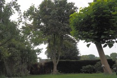 kastanje#(20210909) bomen