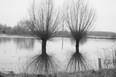 wilg#(20240106)a bomen